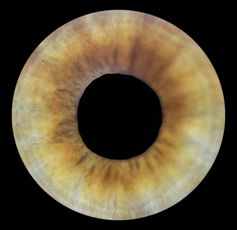 Photo d’iris à Laon iris vert macro photographie artistique