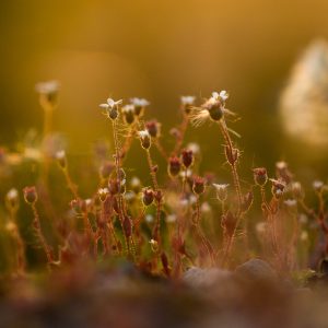 Fleurs sauvages