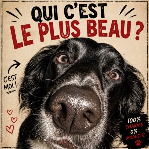Portrait artistique de chien drôle réalisé par Styl'art photo à Laon