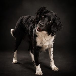 Portrait artistique de chien en studio réalisé par Styl'art photo à Laon sur fond sombre
