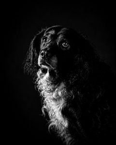 Portrait artistique de chien en noir et blanc réalisé par Styl'art photo à Laon avec un éclairage dramatique